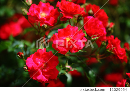 Red rose red 11029964