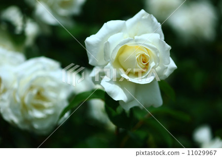 White Rose  11029967