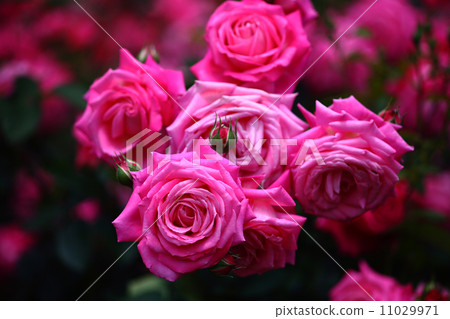 Rose rose pink color rose 11029971