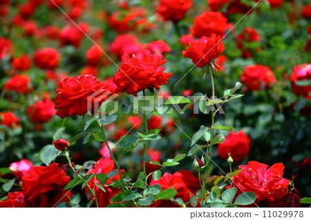 一朵紅玫瑰 11029978