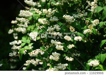 Ugi flowers Ugi flowers 11029988