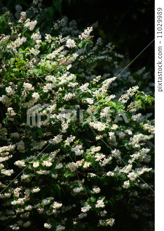 Ugi flowers Ugi flowers 11029989