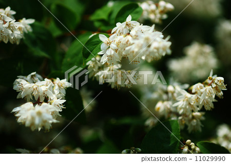 Ugi flowers Ugi flowers 11029990
