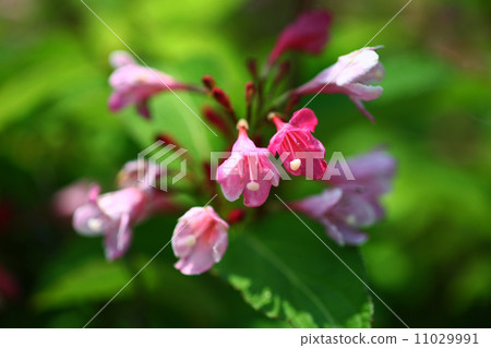 Taniugi's flower Taniugi's flower 11029991