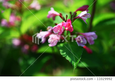 Taniugi's flower 11029992