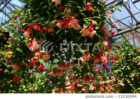 Fuchsia Fuchsia 11030094