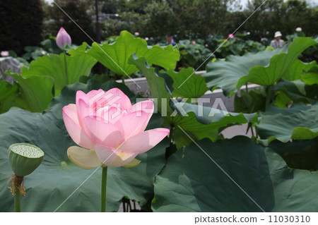 蓮花 蓮花 11030310