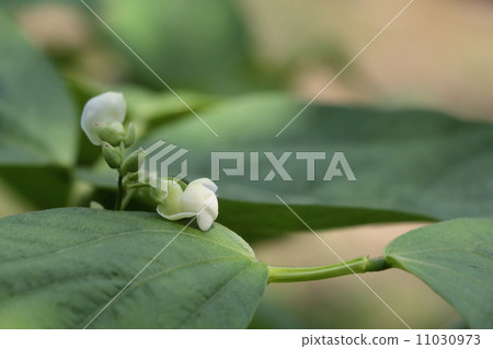Bean bean flower 11030973