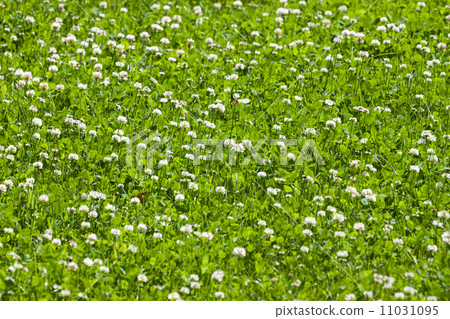 clover flower field clover flower field 11031095