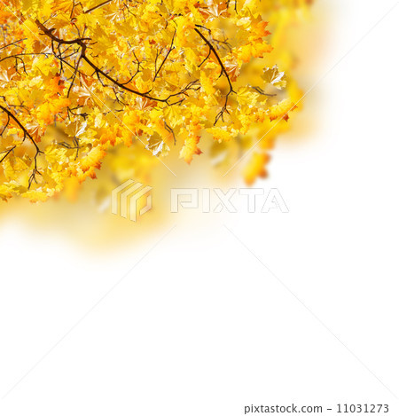 fall leaves fall leaves 11031273