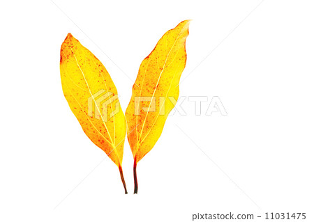 Yellow leaf fall 11031475