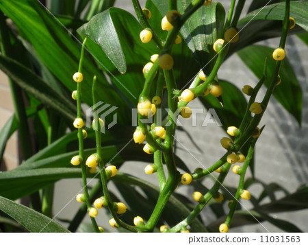 Table palm flower Table palm flower 11031563