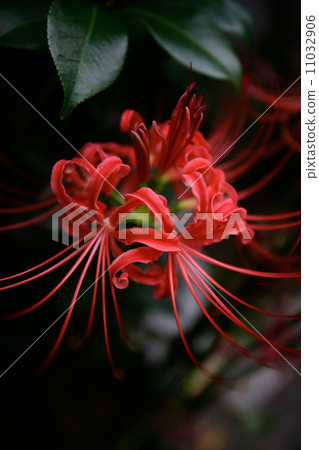 A cluster amaryllis blooming in alley 11032906