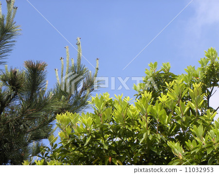 選項年輕葉子和松屬thunbergii紅色花 11032953