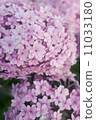  hydrangea 11033180
