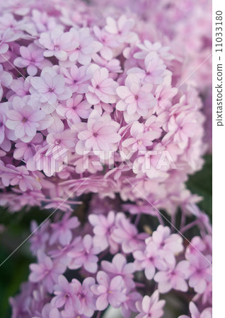 hydrangea hydrangea 11033180