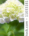  hydrangea 11033181