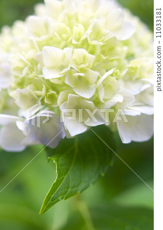 hydrangea hydrangea 11033181