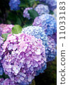  hydrangea 11033183