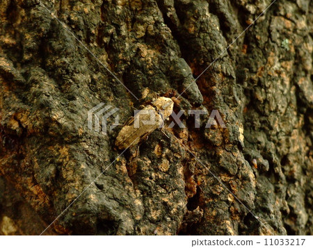 Futamon Ubatama Kometsuki 11033217