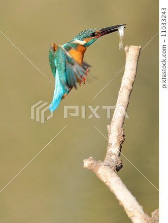 Kingfisher's predation 11033243