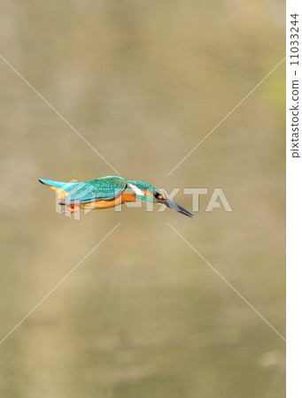 Flight of kingfisher Flight of kingfisher 11033244