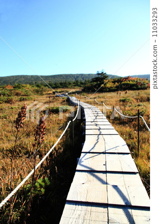 Boardwalk in the Zao Ondanokami Garden 11033293