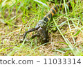 Yamagashi preying to frog Yamagashi preying to frog 11033314