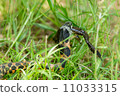 Yamagashi preying to frog Yamagashi preying to frog 11033315