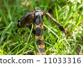 Yamagashi preying to frog Yamagashi preying to frog 11033316