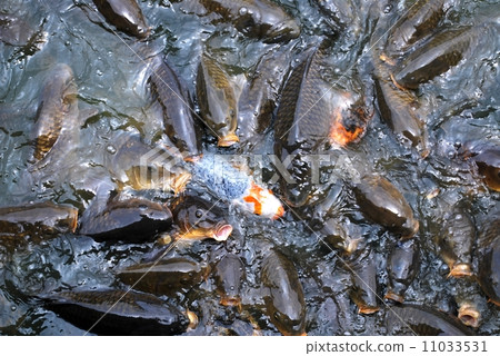 Flock of carp 11033531
