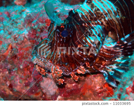 Hanturkey魚 Hanturkey魚 11033695