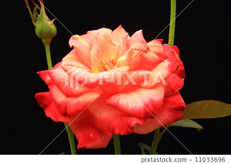 玫瑰之花（Abrahadabra） 11033696