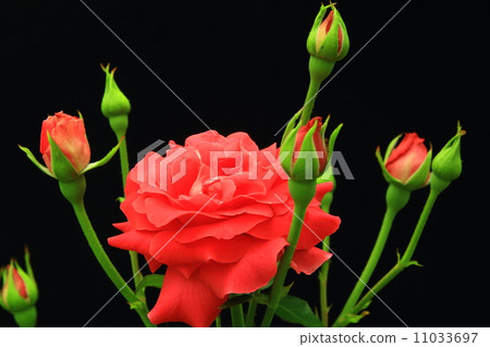 玫瑰(Manu·Meian)花 玫瑰(Manu·Meian)花 11033697