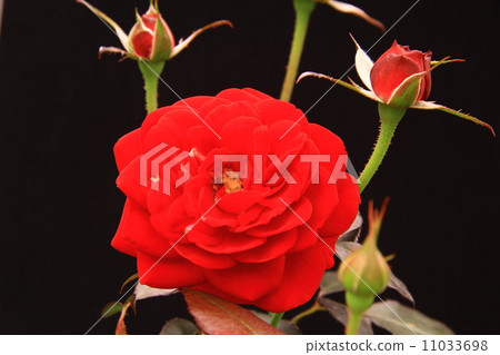 玫瑰（Manu·Meian）花 11033698