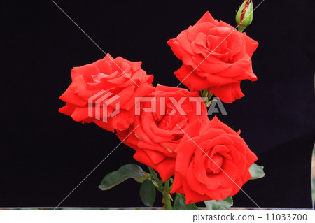 玫瑰（紅衣主教）鮮花 11033700