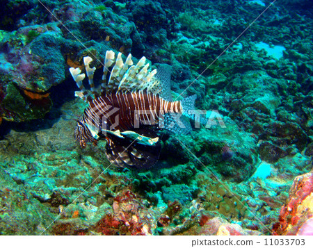 Hanturkey魚 Hanturkey魚 11033703