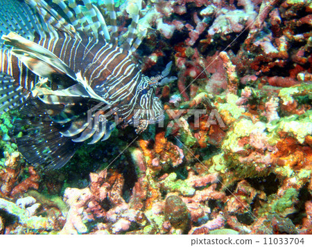 Hanturkey魚 11033704