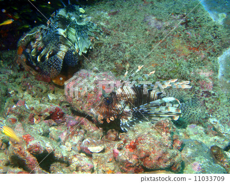 Hanturkey魚 11033709