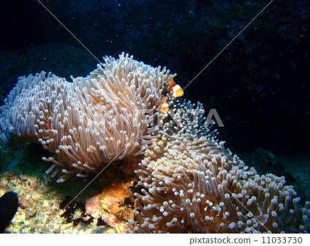 Clown anemonefish 11033730