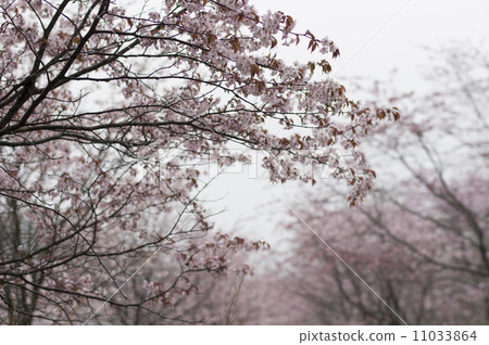 櫻花在雨中 11033864