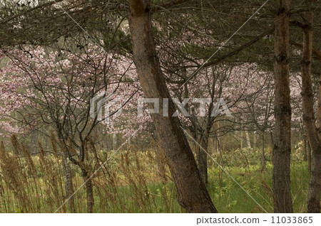 櫻花在雨中 11033865