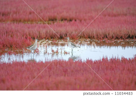 Coral Sea and Elimaxigi 11034483