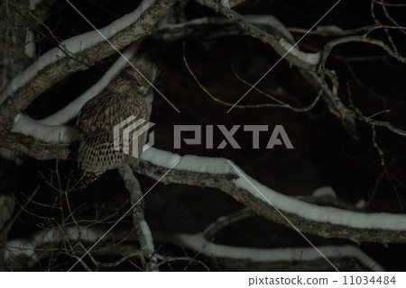 野生shimmu貓頭鷹 野生shimmu貓頭鷹 11034484