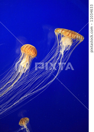 jellyfish jellyfish 11034633