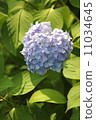Heart mark Hydrangea 11034645