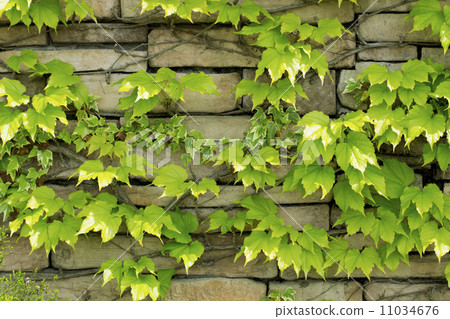 Fence ivy 11034676