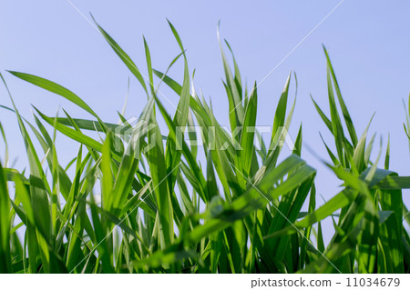 Barley young leaves 11034679