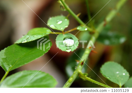 dews on leaves 11035129