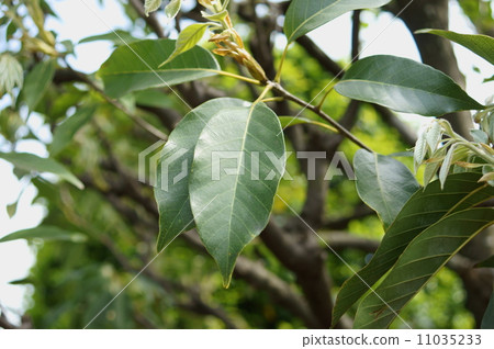 Red-goby red-gull Quercus acuta Red-goby red-gull Quercus acuta 11035233